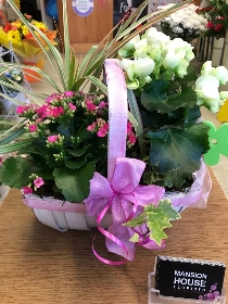 Planted Basket